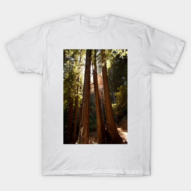 Muir Woods T-Shirt by Jacquelie